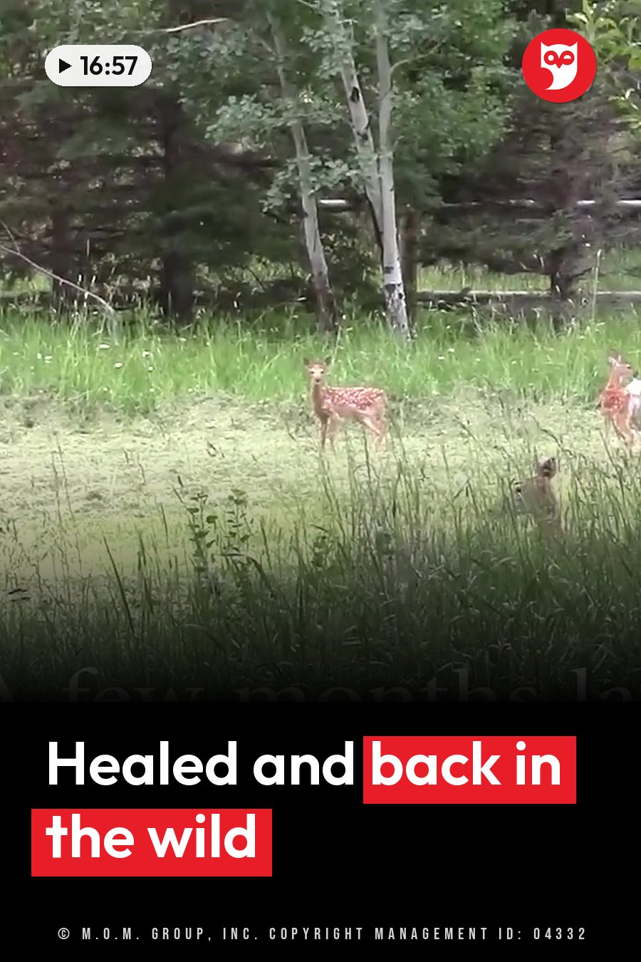 Young deer stand alert in tall grass near trees, one partly hidden by leaves and stems. A headline runs in white letters across the lower third.