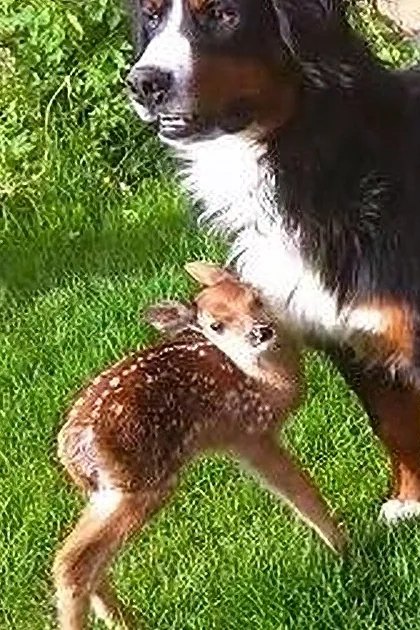 A Bernese Mountain Dog with black, white, and rust-colored fur alongside a fawn with brown and white spots on an outdoor grassy area during spring or summer with natural sunlight.