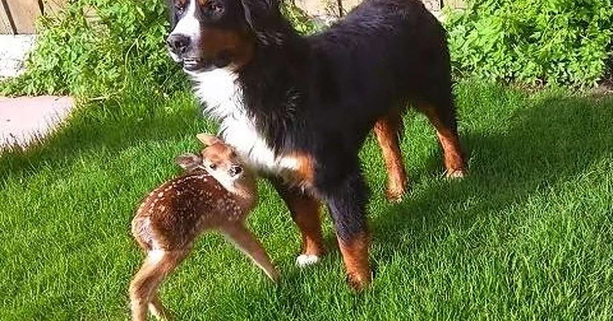 A Bernese Mountain Dog with black, white, and rust-colored fur alongside a fawn with brown and white spots on an outdoor grassy area during spring or summer with natural sunlight.