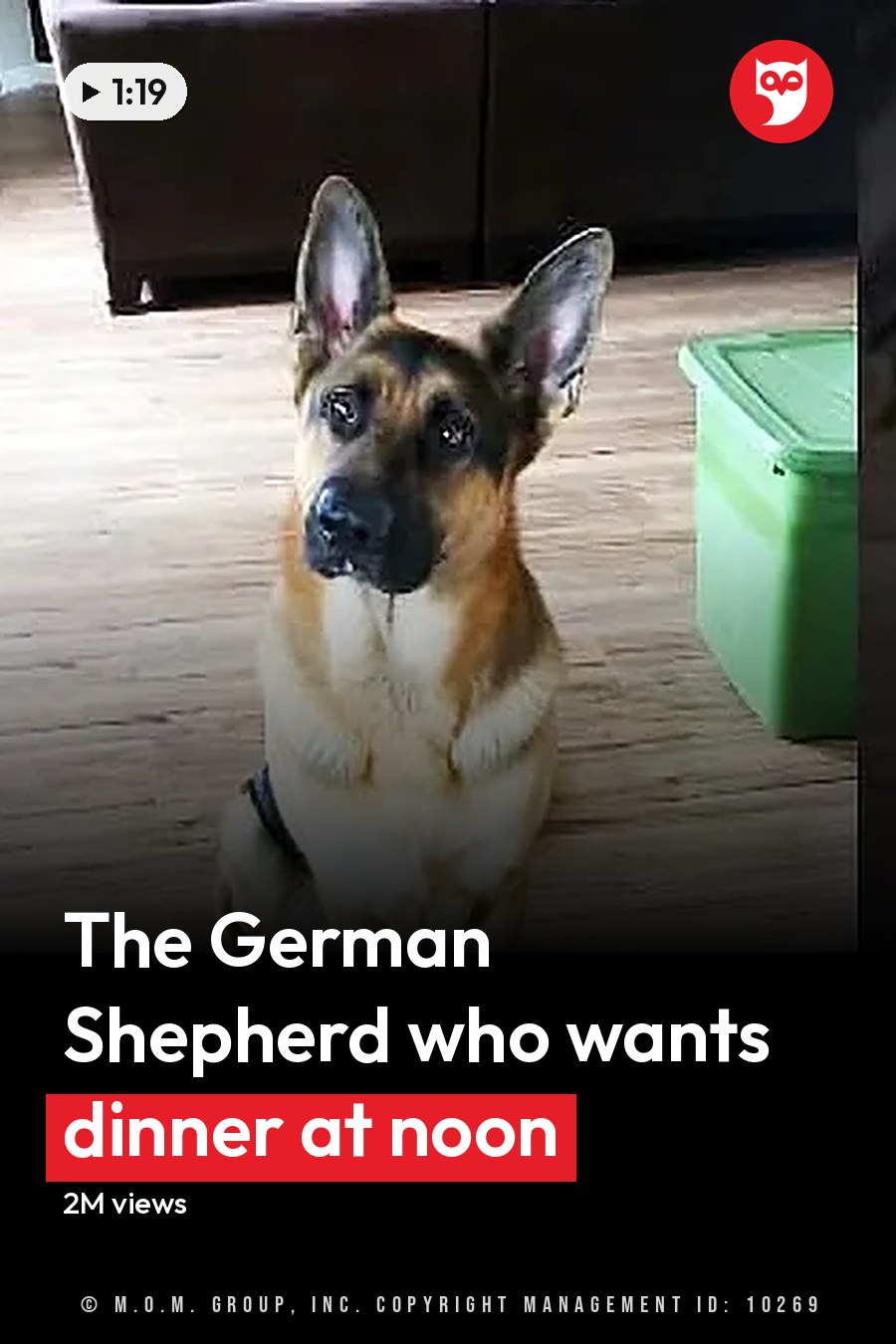 A German Shepherd dog with a tan and black coat stands indoors on wooden floors, near storage bins and furniture. The headline runs in white letters across the lower third.