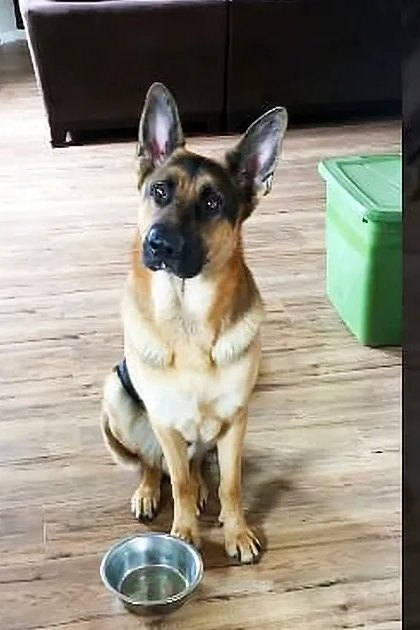 A German Shepherd dog with a tan and black coat stands indoors on wooden floors, near storage bins and furniture.