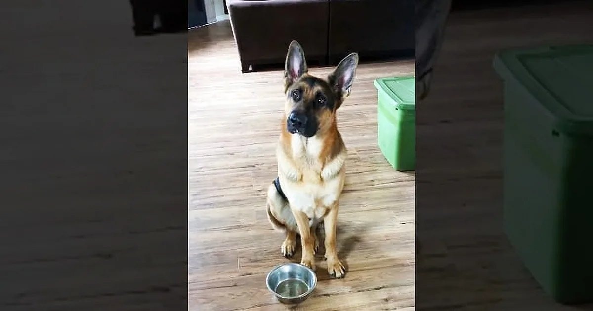 A German Shepherd dog with a tan and black coat stands indoors on wooden floors, near storage bins and furniture.