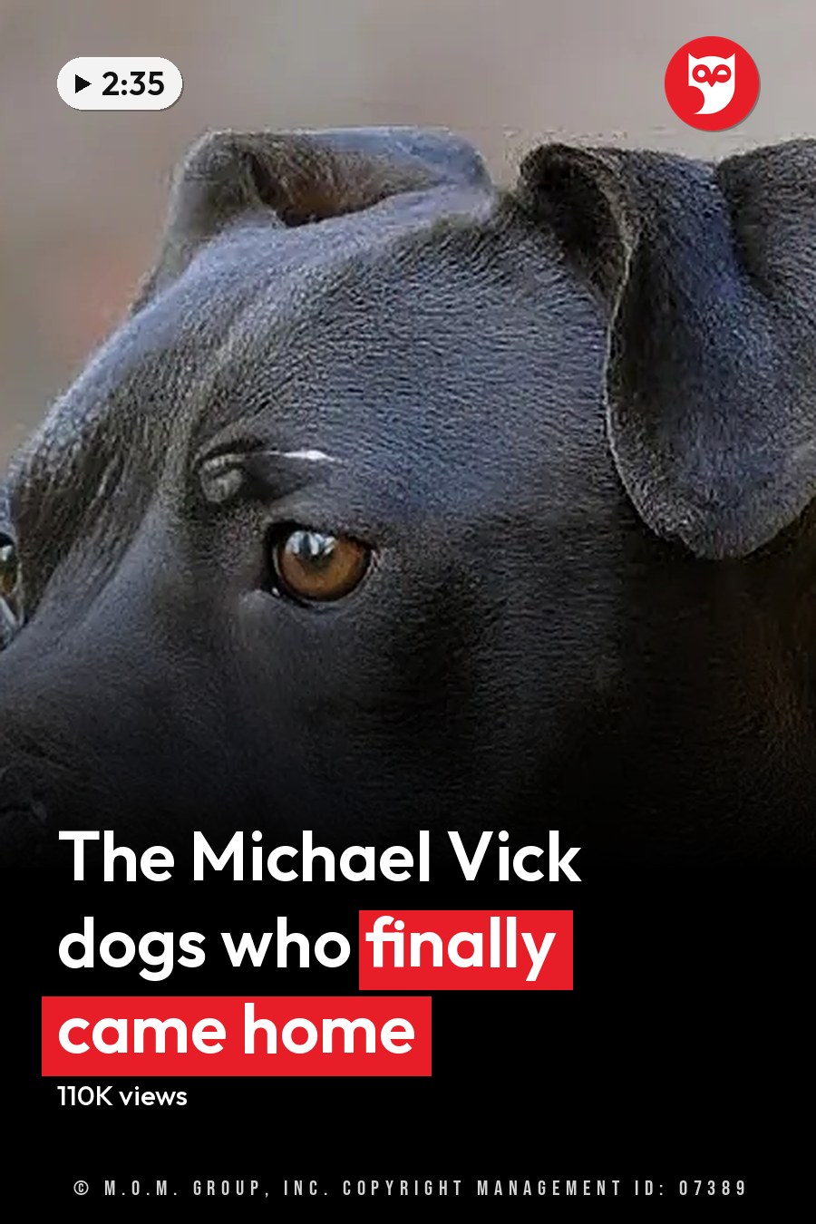 A pit bull, likely an adult male, with a collar and green strap stands on grass in what appears to be a park or yard under natural daylight. The headline runs in white letters across the lower third.