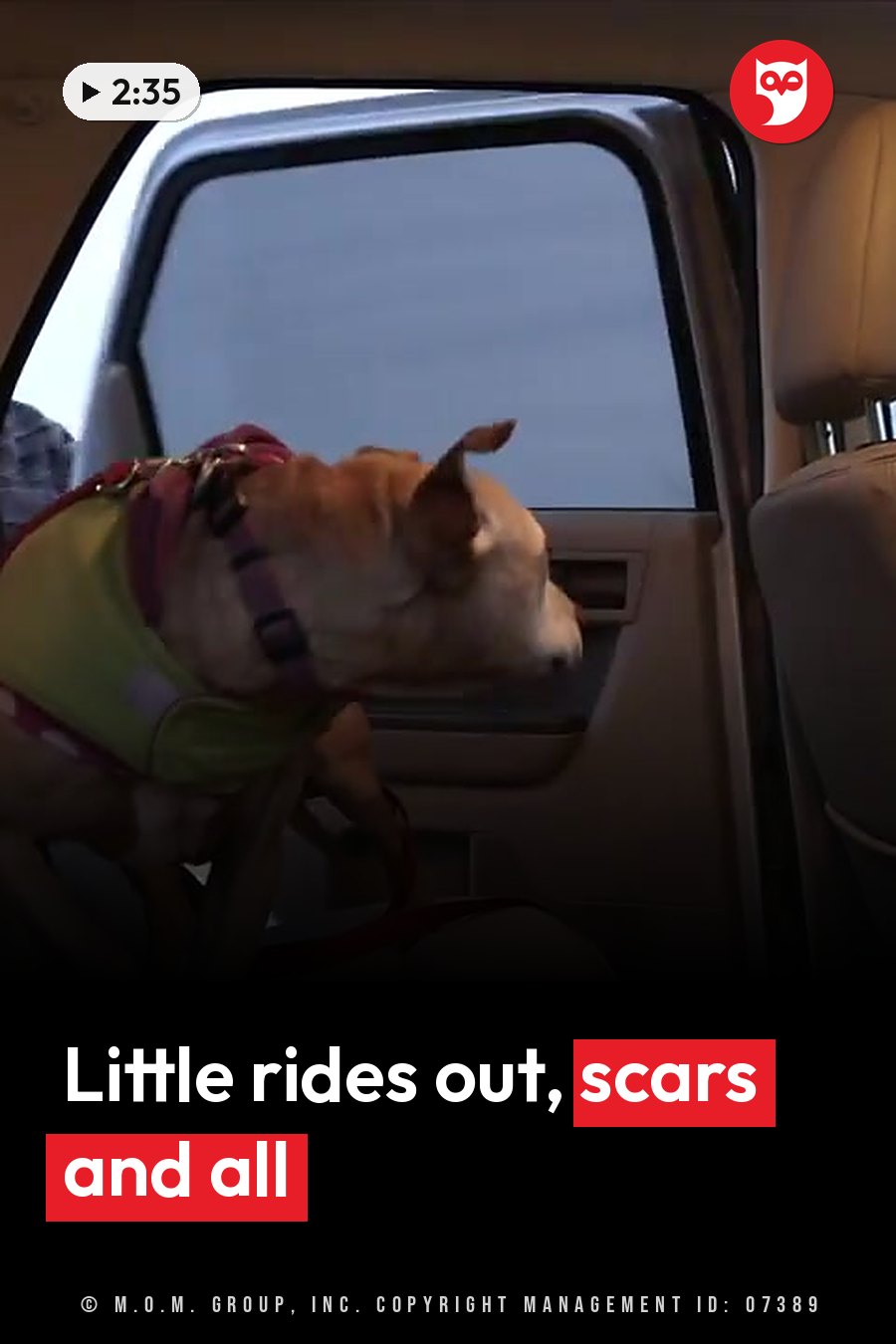 A dog wearing a harness leans out of a car window and looks ahead. A headline runs in white letters across the lower third.