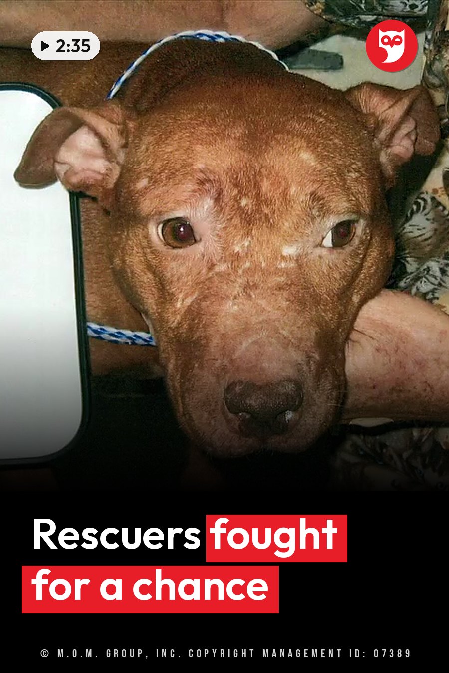 A brown dog with white spots on the face rests beside a person's arm and looks ahead. A headline runs in white letters across the lower third.