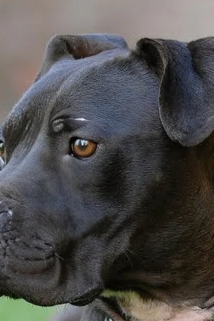 A pit bull, likely an adult male, with a collar and green strap stands on grass in what appears to be a park or yard under natural daylight.