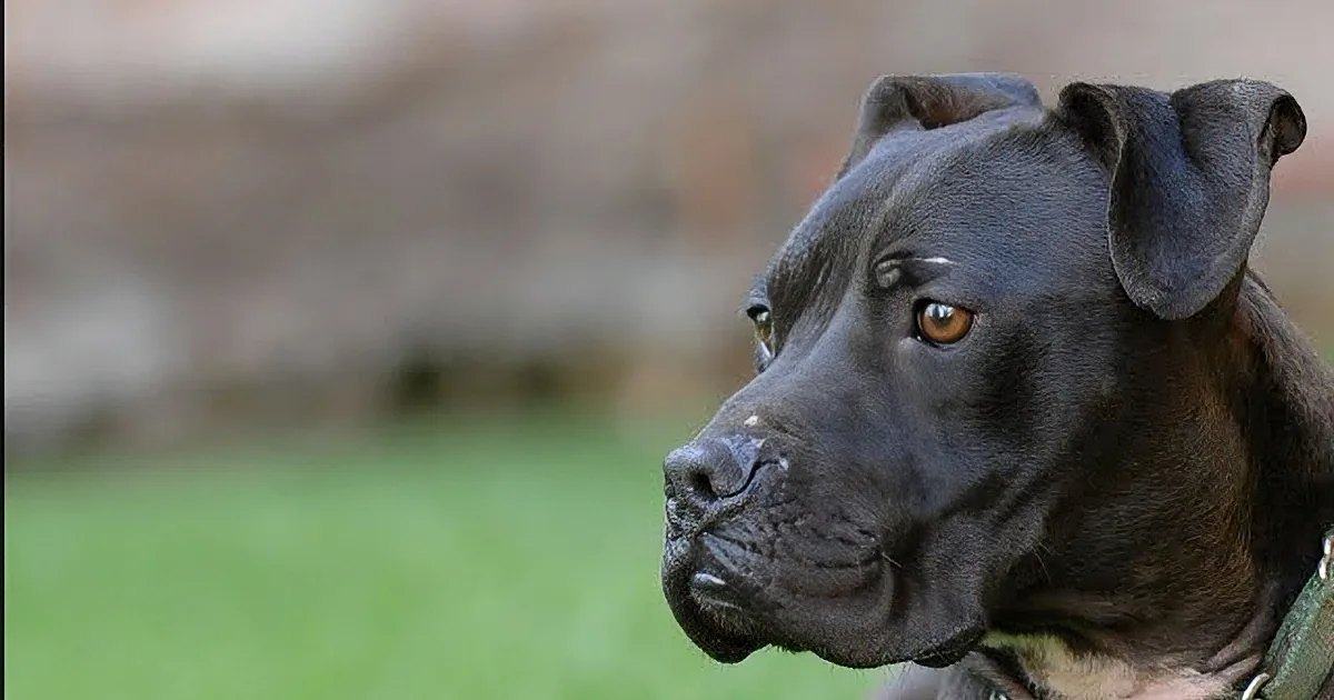 A pit bull, likely an adult male, with a collar and green strap stands on grass in what appears to be a park or yard under natural daylight.