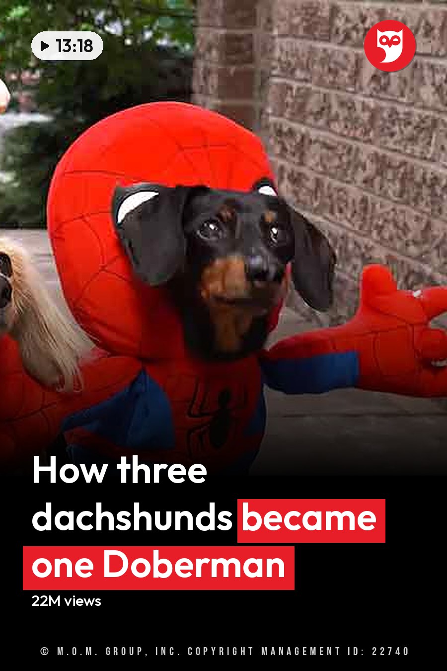Three dogs dressed in costumes, outdoors near a building with brick walls and paved walkway; spring or summer setting, daytime lighting. The headline runs in white letters across the lower third.
