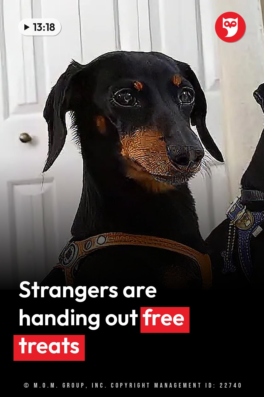 A black-and-tan dog in a harness sits beside another dog near a white door. A headline runs in white letters across the lower third.