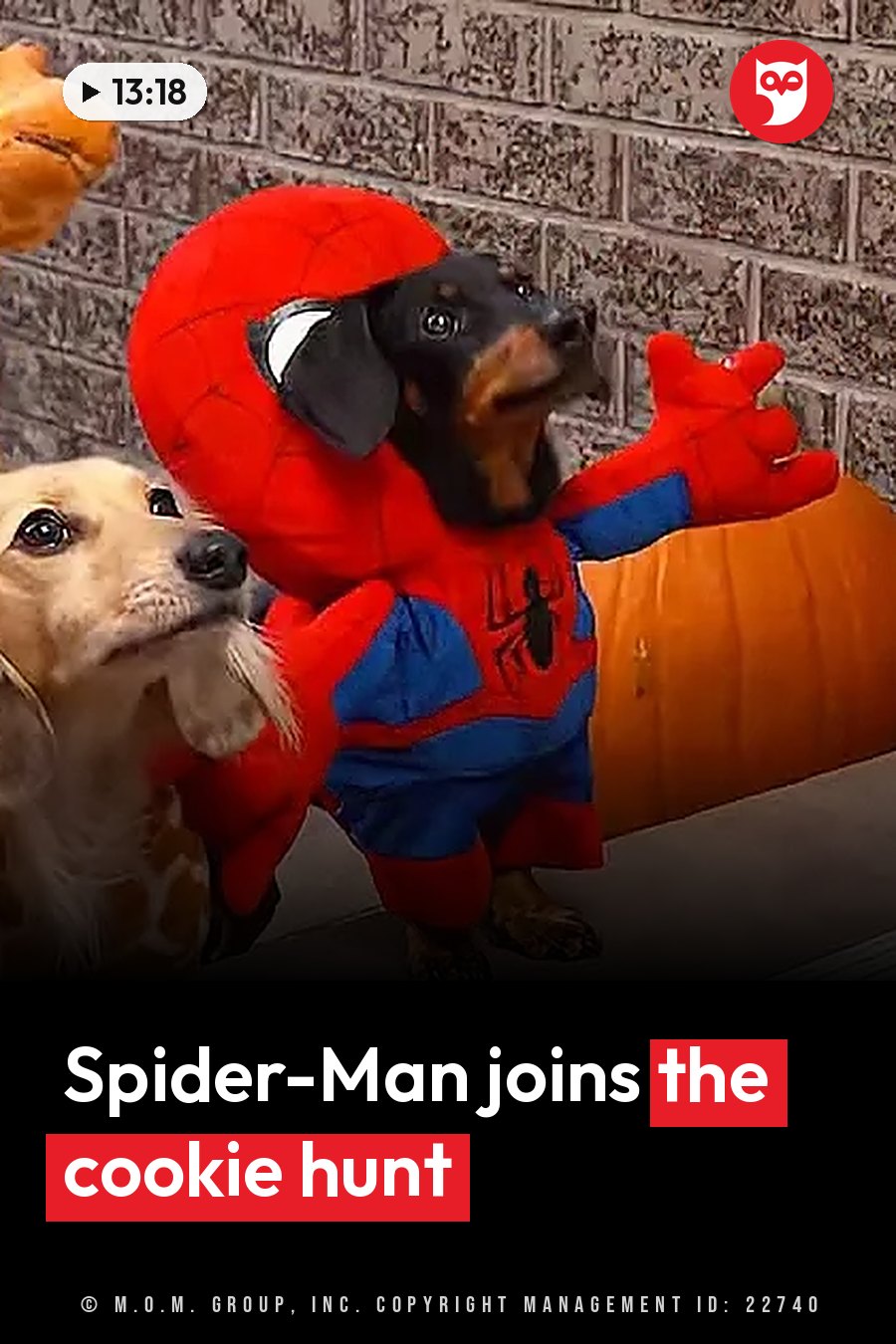 A dog in a Spider-Man costume stands with one paw raised beside another dog near a pumpkin. A headline runs in white letters across the lower third.