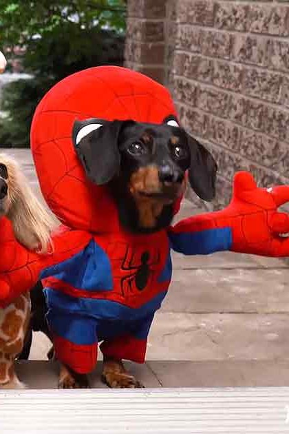 Three dogs dressed in costumes, outdoors near a building with brick walls and paved walkway; spring or summer setting, daytime lighting.