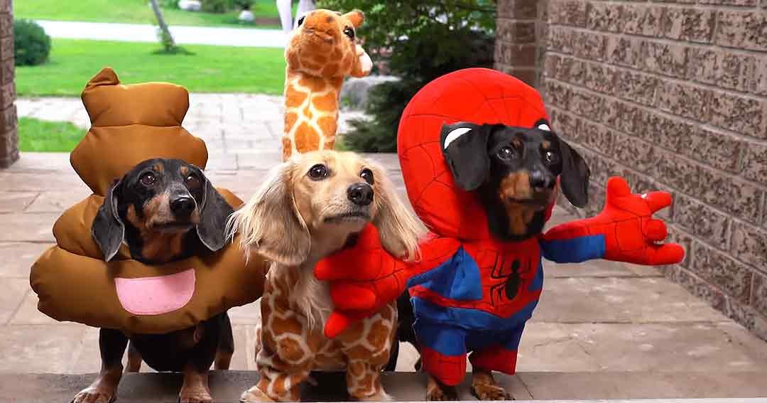 Three dogs dressed in costumes, outdoors near a building with brick walls and paved walkway; spring or summer setting, daytime lighting.