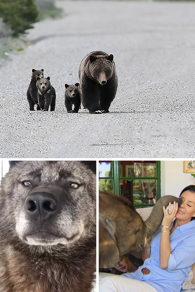 Collage of three video stills, one large above two small. Top: A family of grizzly bears, including a mother bear and her three cubs, walking along an open gravel road…