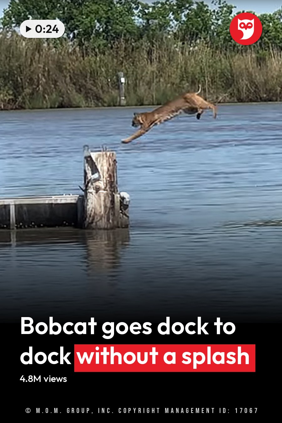 A tan-furred adult dog leaping into calm water at a dock with wooden posts, surrounded by reeds and trees in spring or summer. The headline runs in white letters across the lower third.