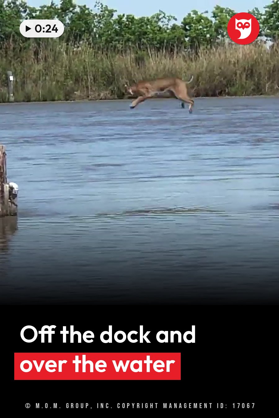 A brown bobcat leaps through the air over water toward a grassy bank with trees behind. A headline runs in white letters across the lower third.
