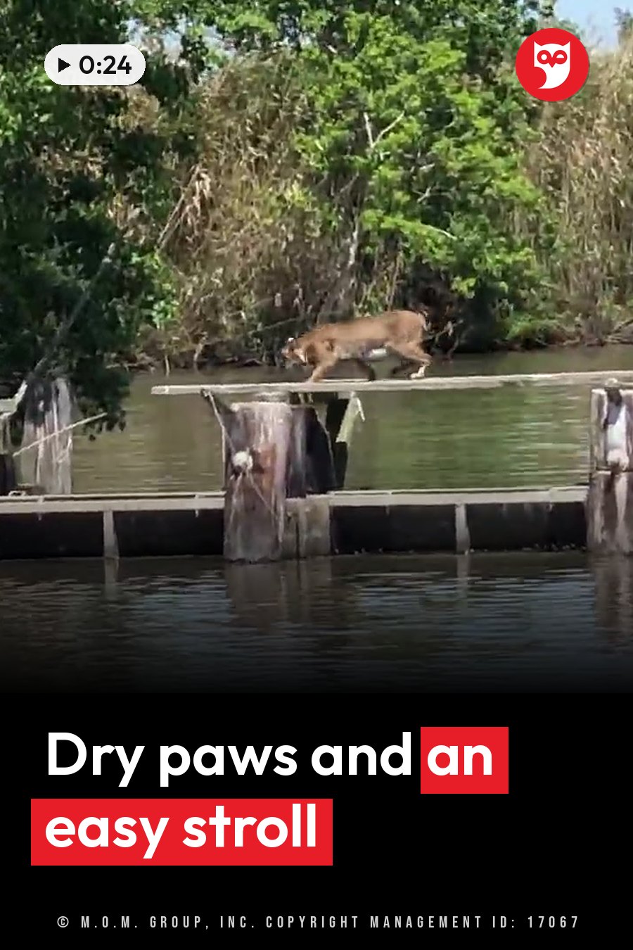 A brown bobcat walks across a wooden dock over water, with green trees and reeds all around. A headline runs in white letters across the lower third.