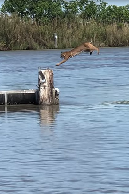 A tan-furred adult dog leaping into calm water at a dock with wooden posts, surrounded by reeds and trees in spring or summer.