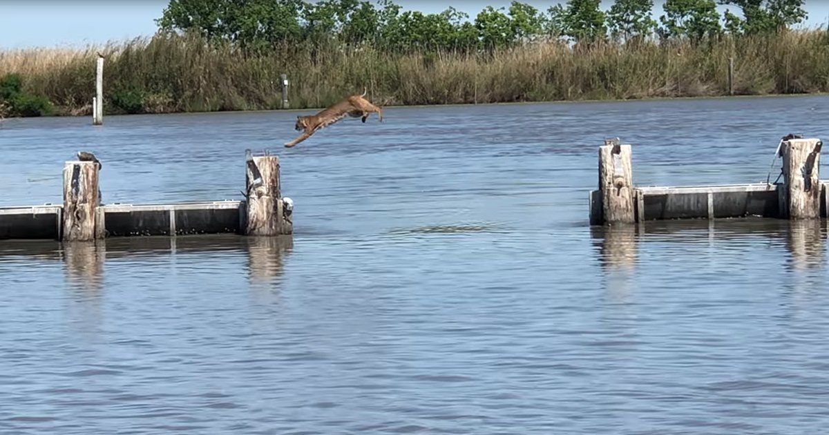 A tan-furred adult dog leaping into calm water at a dock with wooden posts, surrounded by reeds and trees in spring or summer.