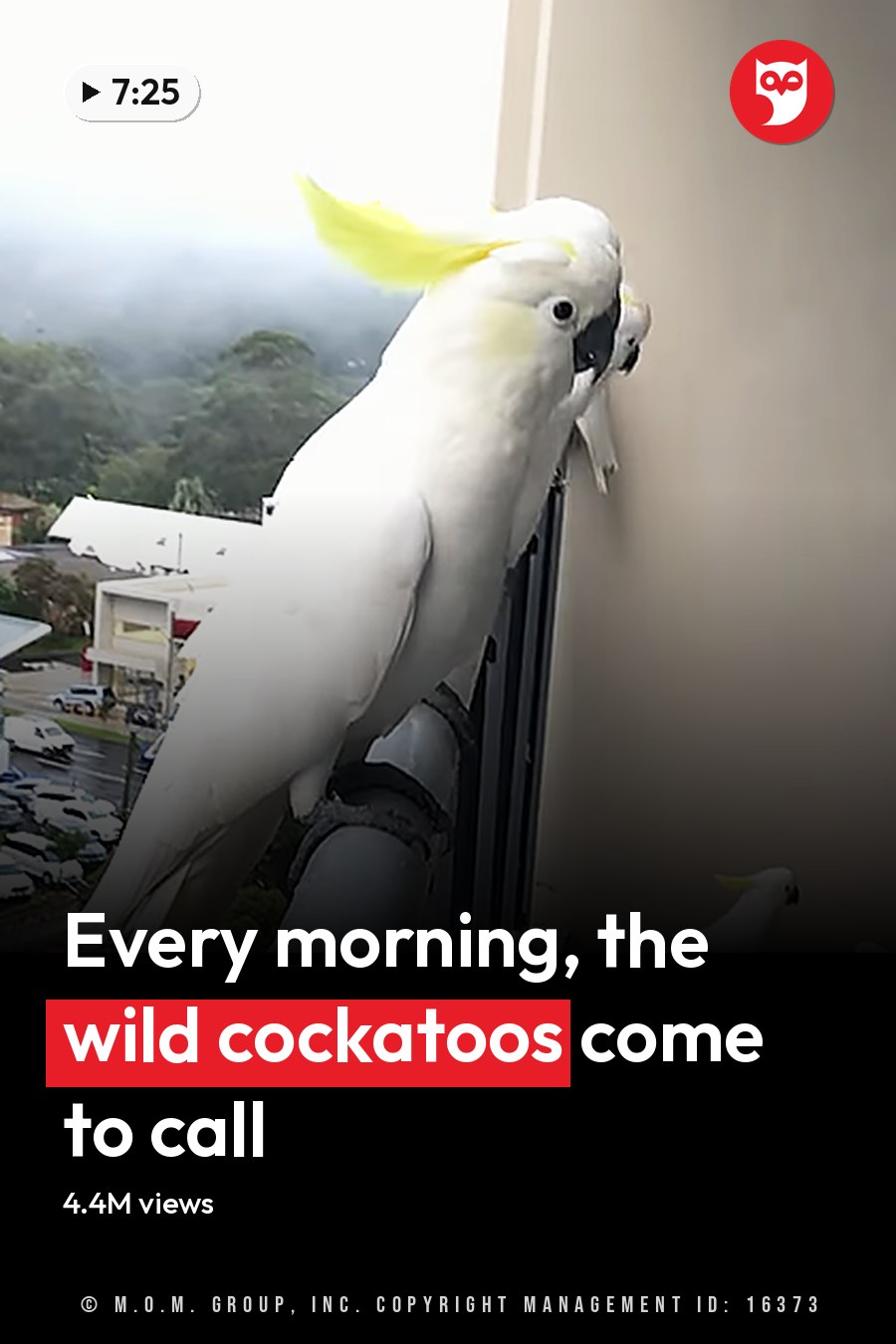A cockatoo perched on a metal railing, surrounded by three smaller cockatoos on a tiled balcony floor. An urban setting with a car dealership and greenery in the background. The headline runs in white letters across the lower third.