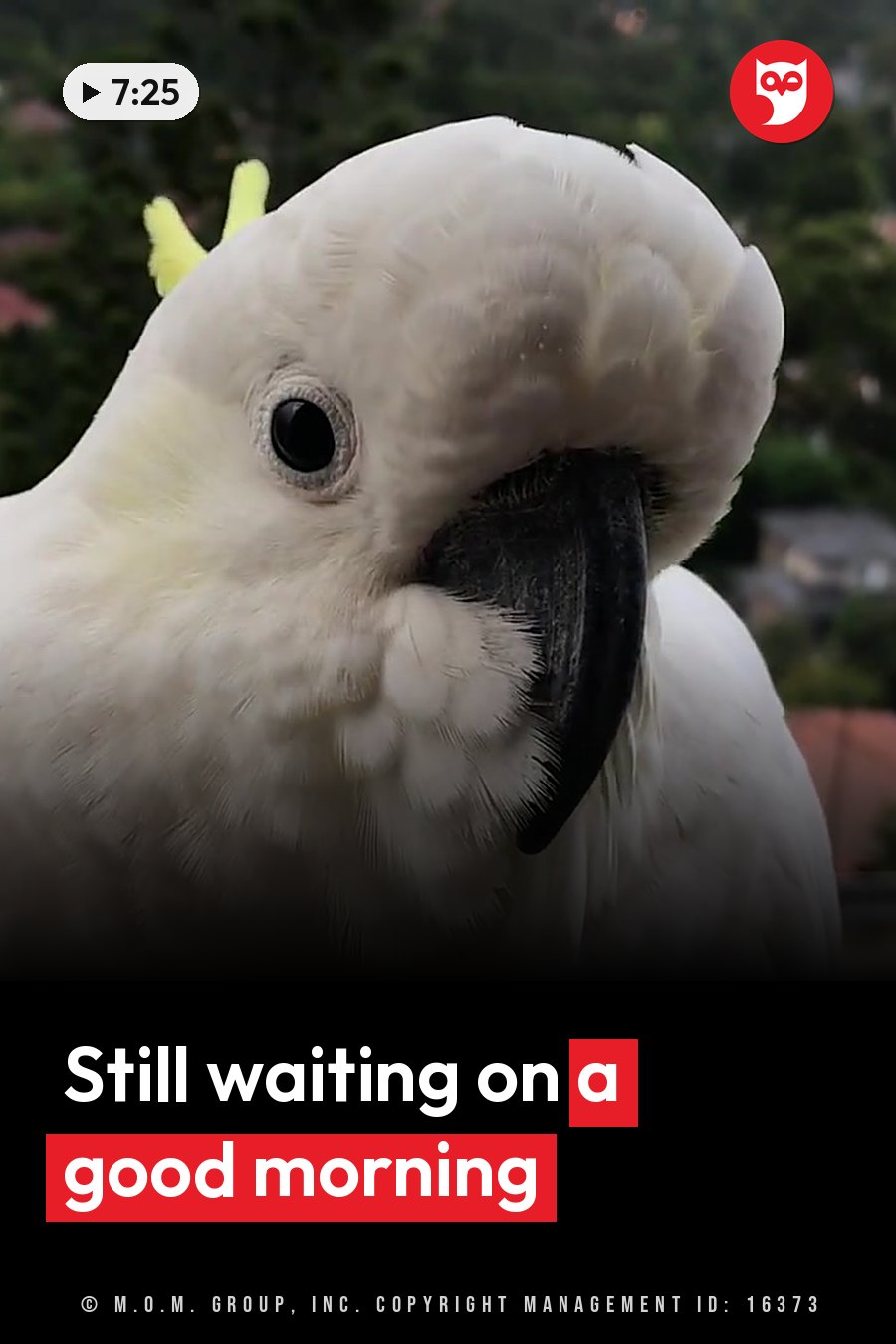A white cockatoo with a yellow crest, a black beak and a dark eye looks forward and slightly down. A headline runs in white letters across the lower third.