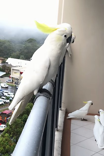 A cockatoo perched on a metal railing, surrounded by three smaller cockatoos on a tiled balcony floor. An urban setting with a car dealership and greenery in the background.