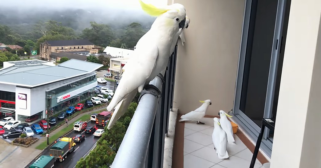 A cockatoo perched on a metal railing, surrounded by three smaller cockatoos on a tiled balcony floor. An urban setting with a car dealership and greenery in the background.