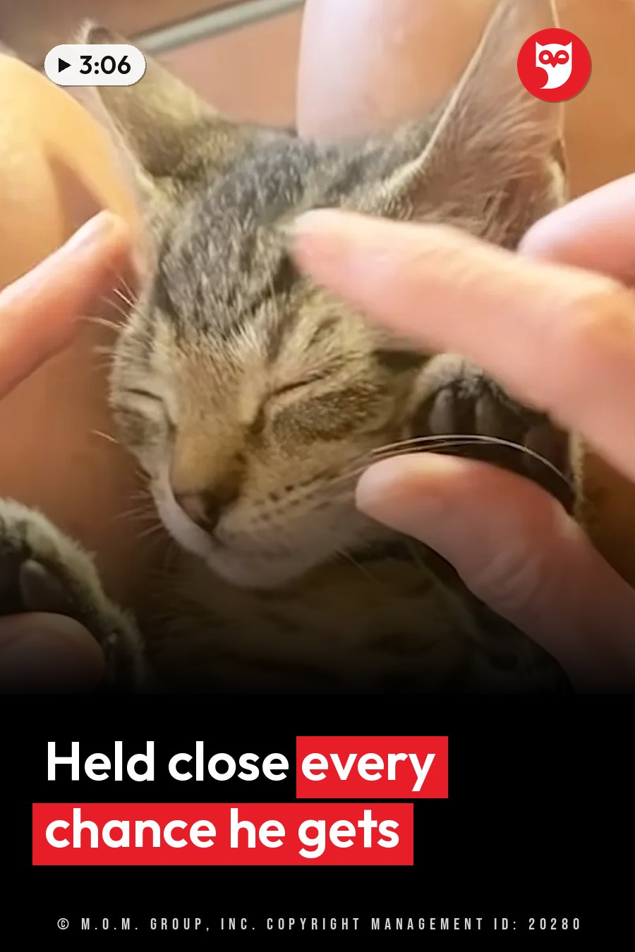 A tabby cat rests with eyes closed while human hands stroke the cat's head and ears. A headline runs in white letters across the lower third.