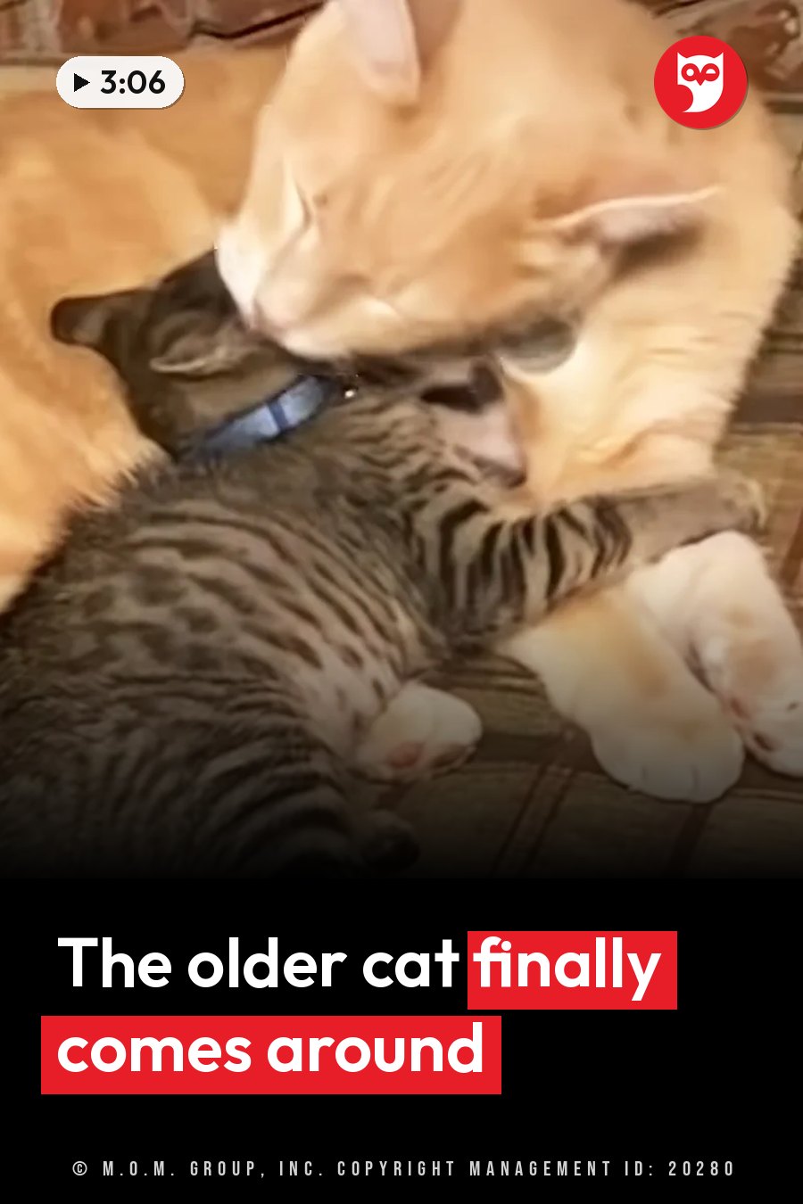 A large orange cat nuzzles a smaller striped kitten wearing a blue collar. A headline runs in white letters across the lower third.