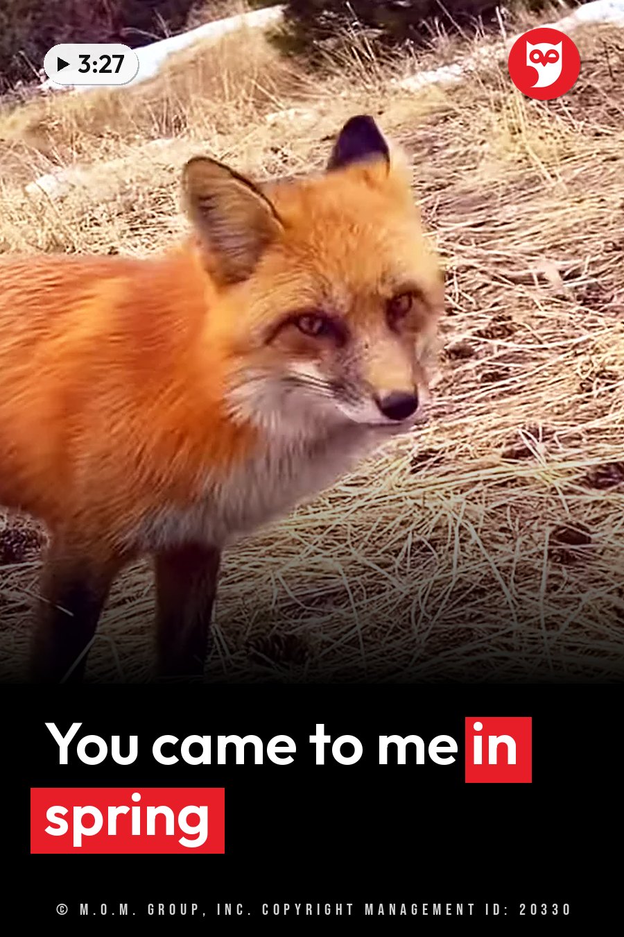 A red fox stands alert in dry grass with patches of snow nearby, looking toward the camera. A headline runs in white letters across the lower third.