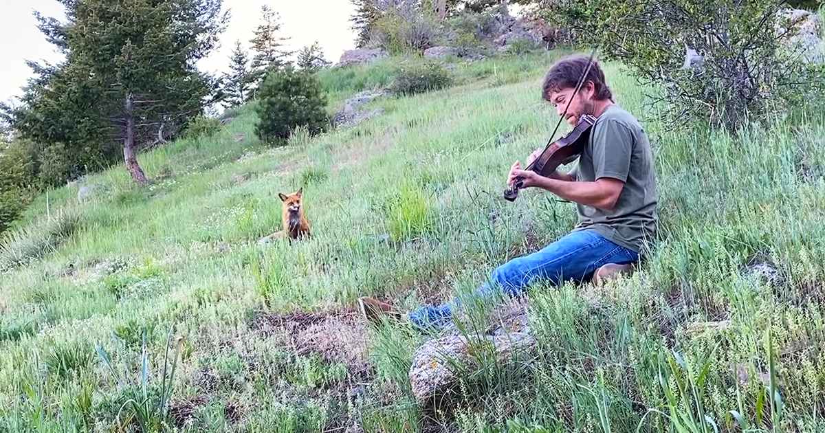 An adult male playing a violin in an outdoor natural setting with a red fox nearby, lush greenery and hills visible.