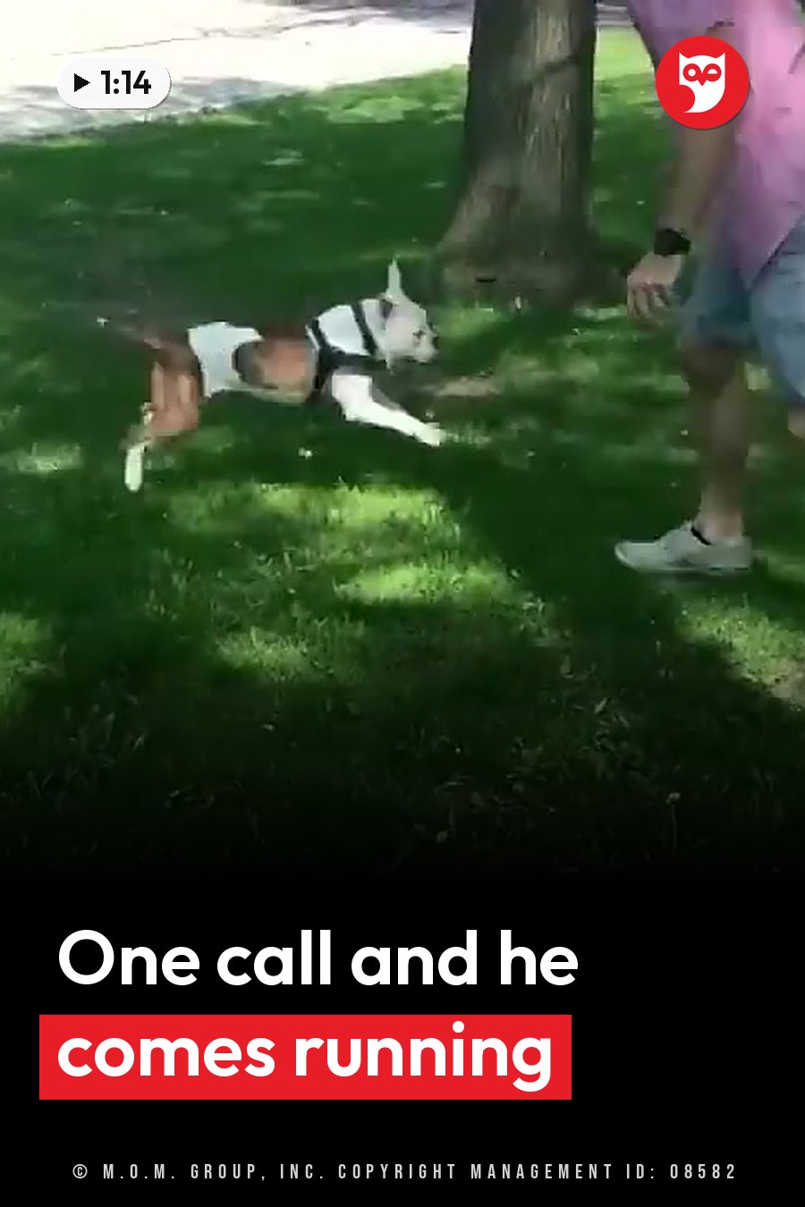 A dog wearing a harness runs across green grass toward a person standing under a tree. A headline runs in white letters across the lower third.