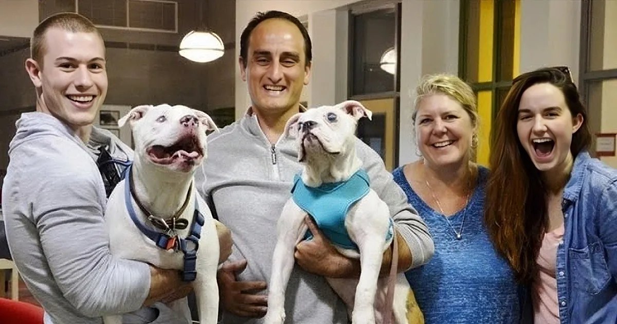 Group photo of people with two white pit bulls at an indoor animal shelter or adoption center, daytime artificial lighting.