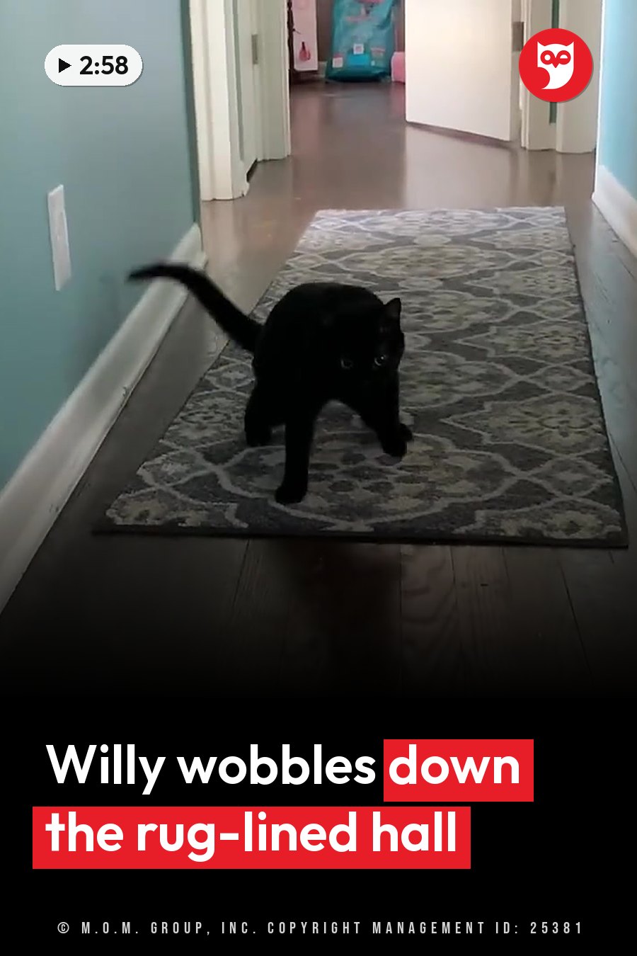 A black cat walks along a patterned rug down a hallway toward the camera. A headline runs in white letters across the lower third.