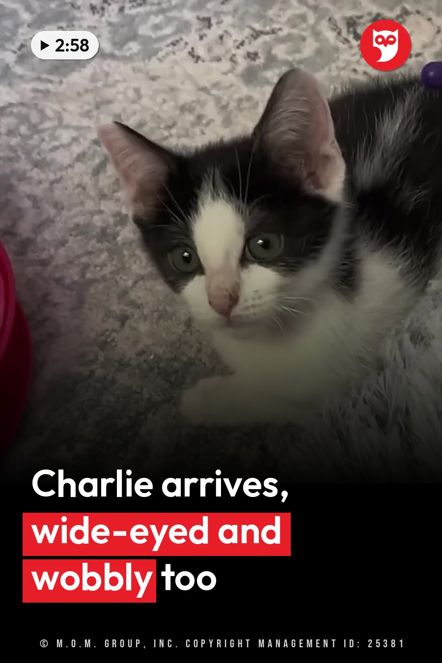 A black-and-white kitten lies on a patterned surface and looks up with wide eyes, a red object beside him. A headline runs in white letters across the lower third.