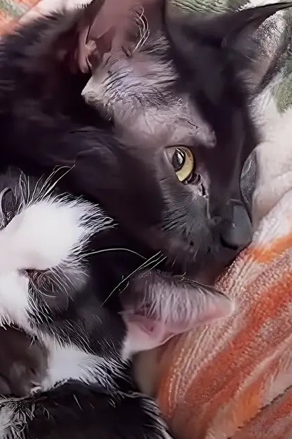 Two kittens with black and white fur patterns, possibly a tuxedo cat, and one white kitten with black markings. The setting appears to be indoors, likely in a living room or bedroom.
