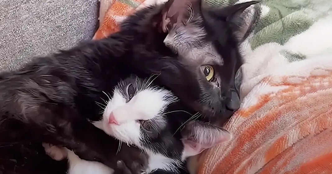 Two kittens with black and white fur patterns, possibly a tuxedo cat, and one white kitten with black markings. The setting appears to be indoors, likely in a living room or bedroom.
