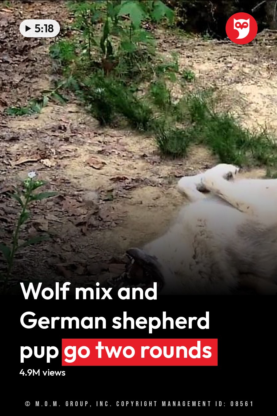 A large breed dog with light-colored fur lying on its back outdoors, accompanied by a smaller lifeless puppy, surrounded by sparse vegetation and dirt ground under natural daylight conditions. The headline runs in white letters across the lower third.