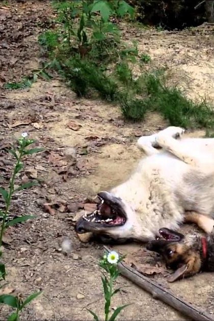 A large breed dog with light-colored fur lying on its back outdoors, accompanied by a smaller lifeless puppy, surrounded by sparse vegetation and dirt ground under natural daylight conditions.
