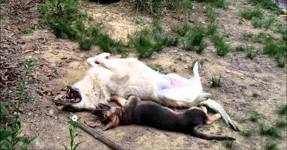 A large breed dog with light-colored fur lying on its back outdoors, accompanied by a smaller lifeless puppy, surrounded by sparse vegetation and dirt ground under natural daylight conditions.