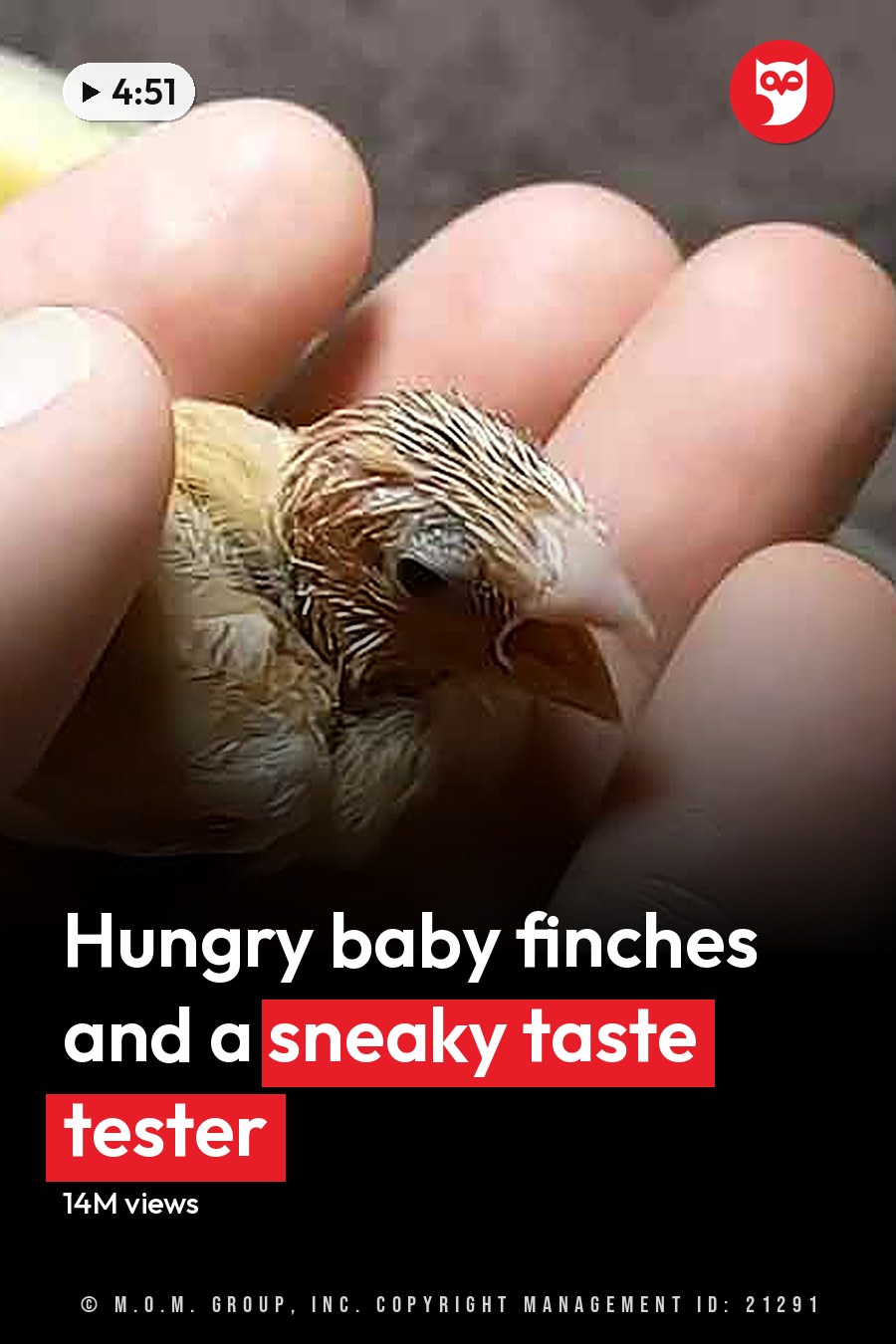 A small brown and white juvenile bird held by an adult, resting on a textured indoor surface near a yellow bowl of liquid. The headline runs in white letters across the lower third.