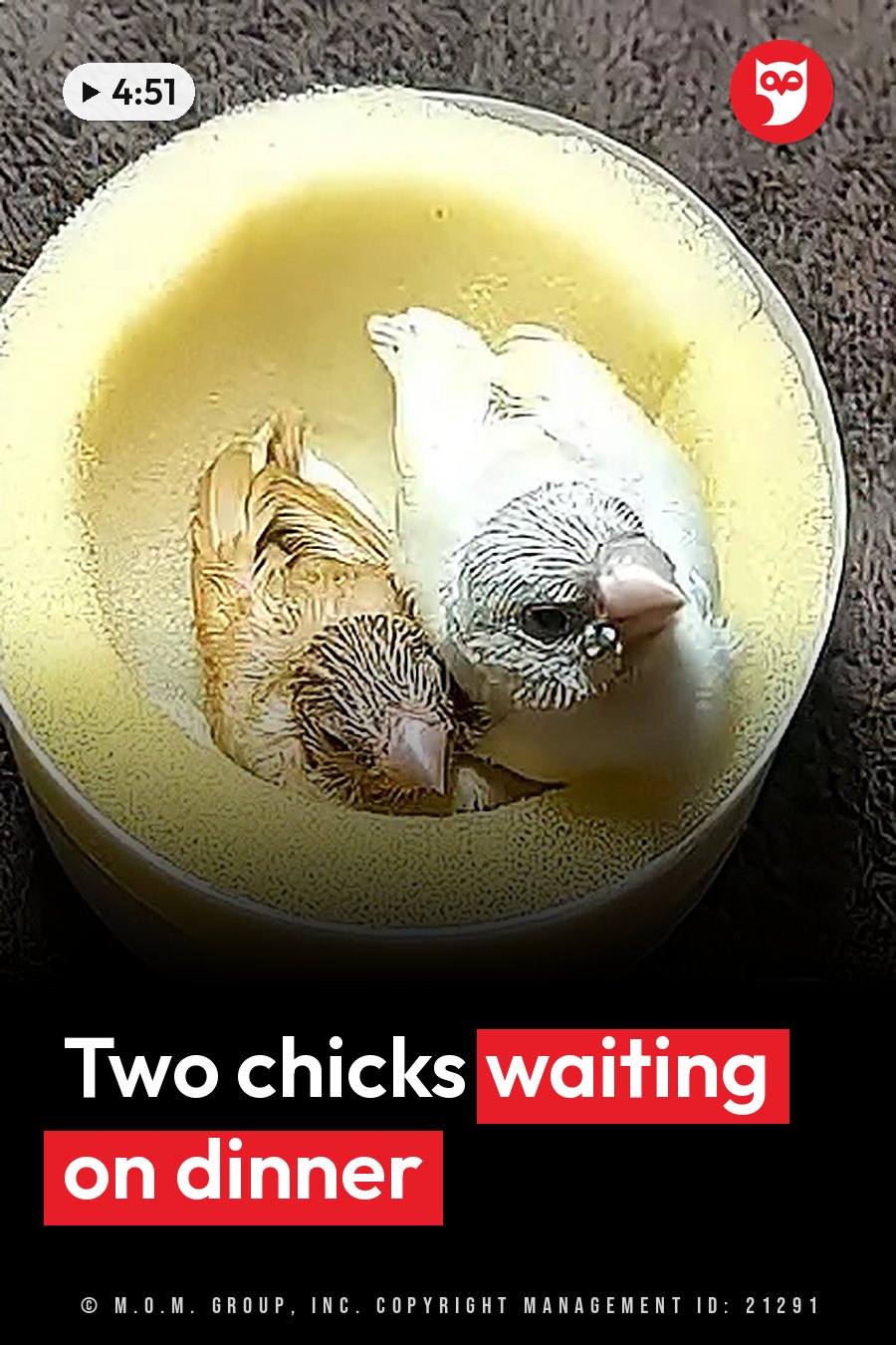 Two small baby birds sit close together inside a round yellow container. A headline runs in white letters across the lower third.