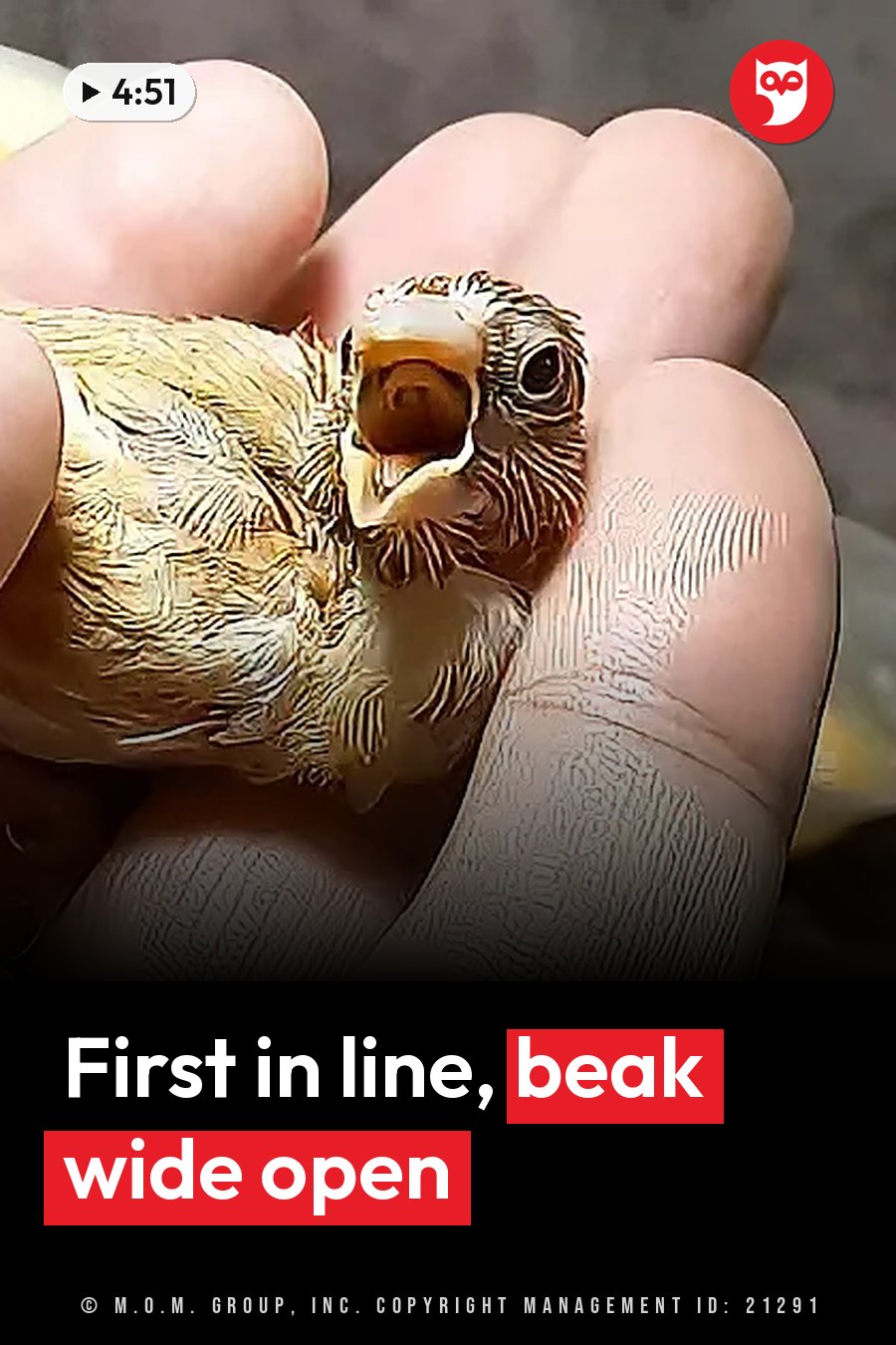 A tiny bird with damp feathers and dark eyes sits on a person's hand with its beak open. A headline runs in white letters across the lower third.