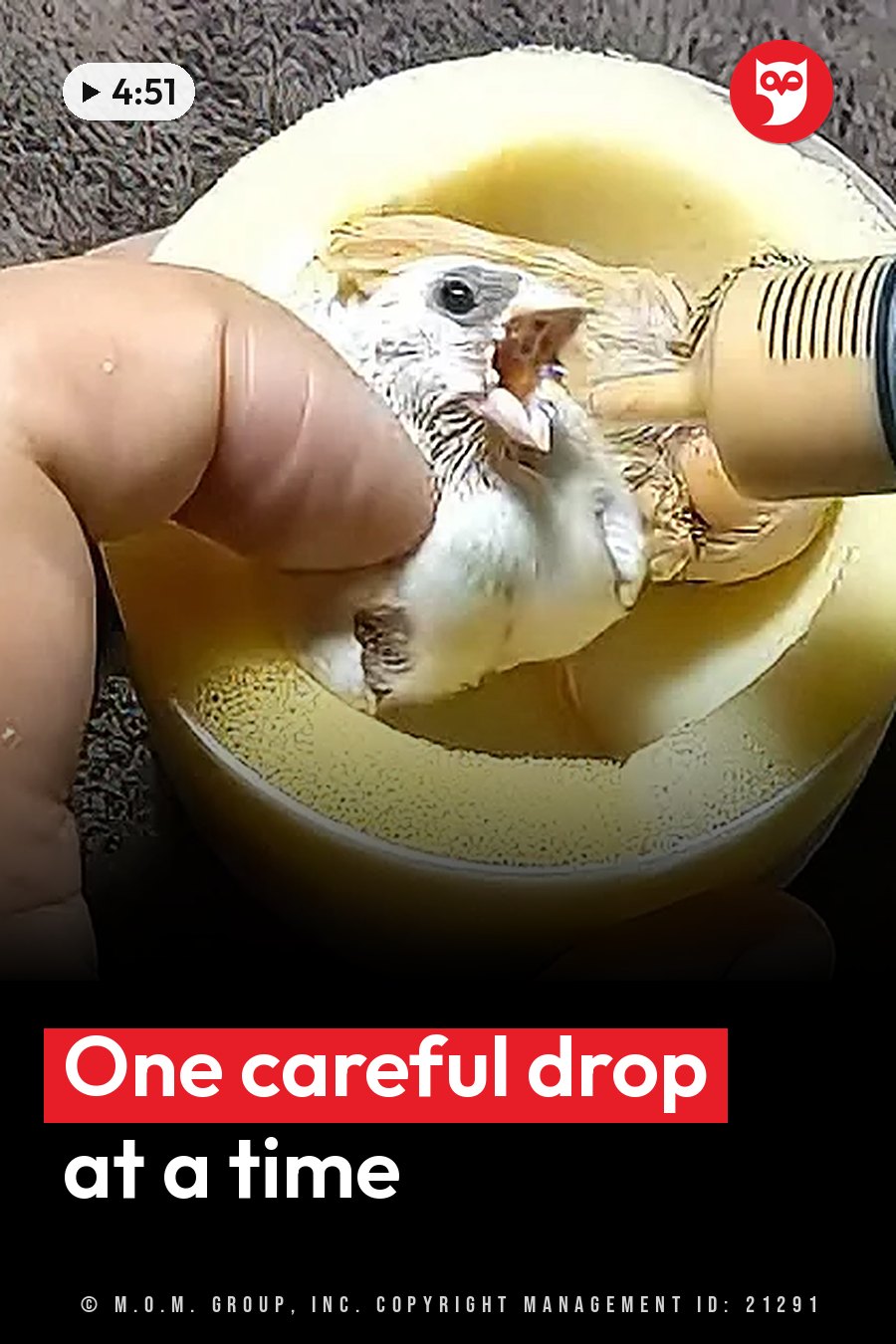 One hand holds a small bird in a round bowl while another hand feeds it with a syringe. A headline runs in white letters across the lower third.