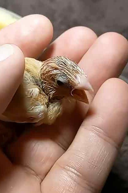 A small brown and white juvenile bird held by an adult, resting on a textured indoor surface near a yellow bowl of liquid.