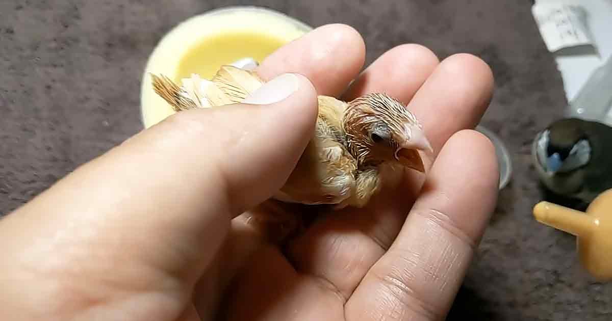 A small brown and white juvenile bird held by an adult, resting on a textured indoor surface near a yellow bowl of liquid.