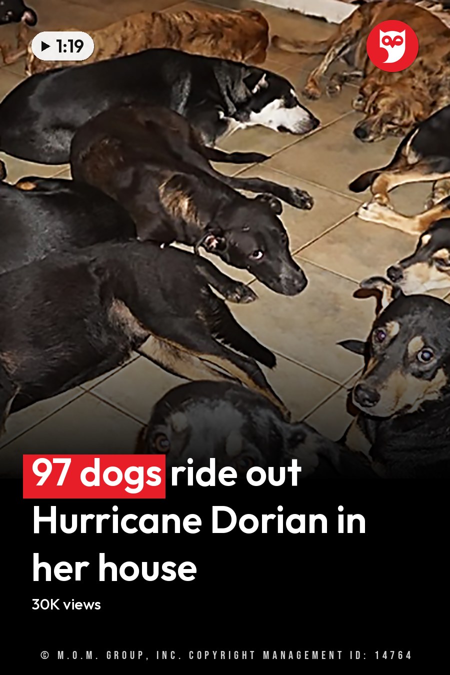 Multiple mixed breed adult and younger Rottweilers or similar large dogs in an indoor shelter setting with natural light streaming through, two colored buckets visible on tiled floor. The headline runs in white letters across the lower third.