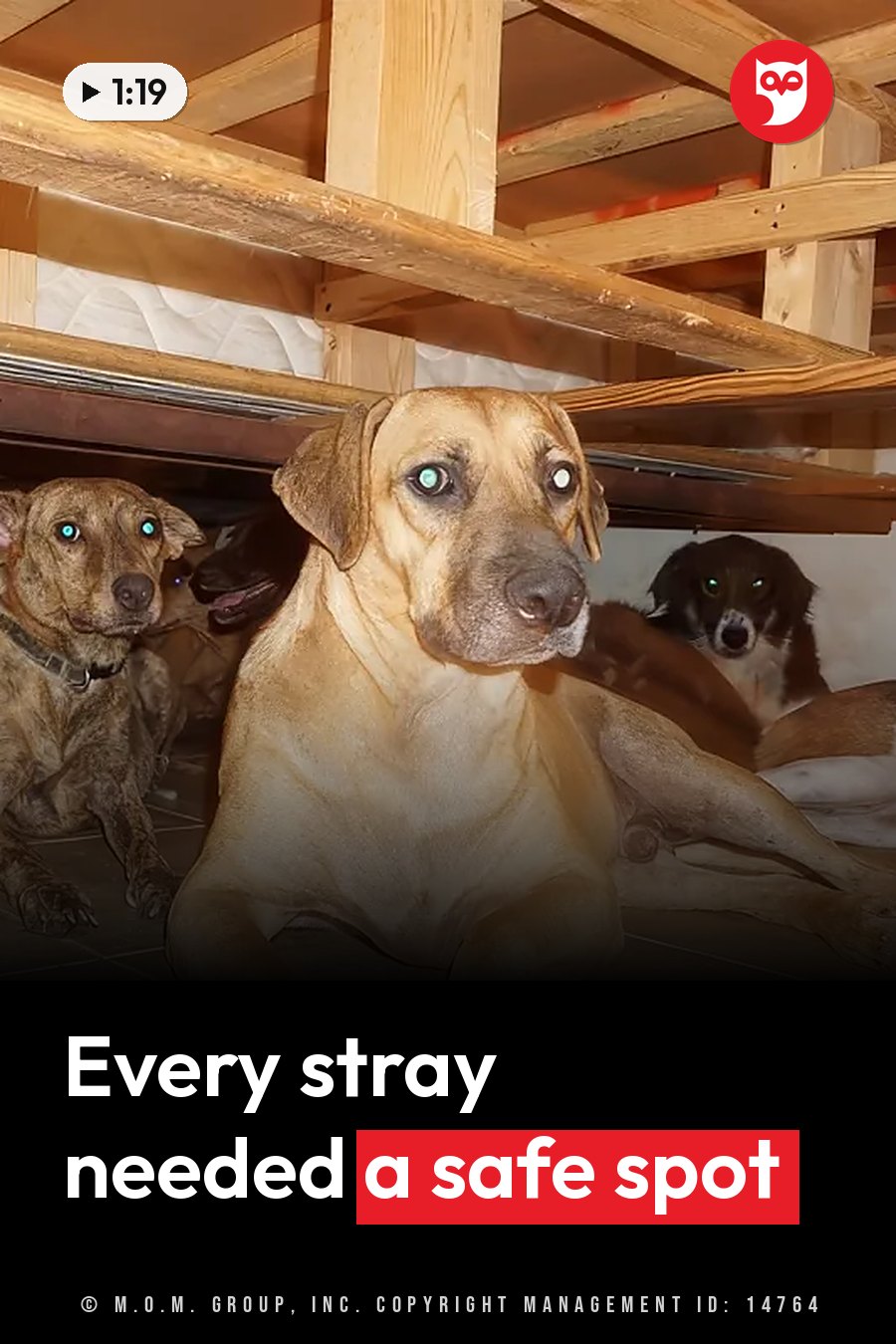 Several dogs sit beneath a wooden structure in dim light, their eyes glowing as they look toward the camera. A headline runs in white letters across the lower third.