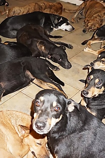 Multiple mixed breed adult and younger Rottweilers or similar large dogs in an indoor shelter setting with natural light streaming through, two colored buckets visible on tiled floor.