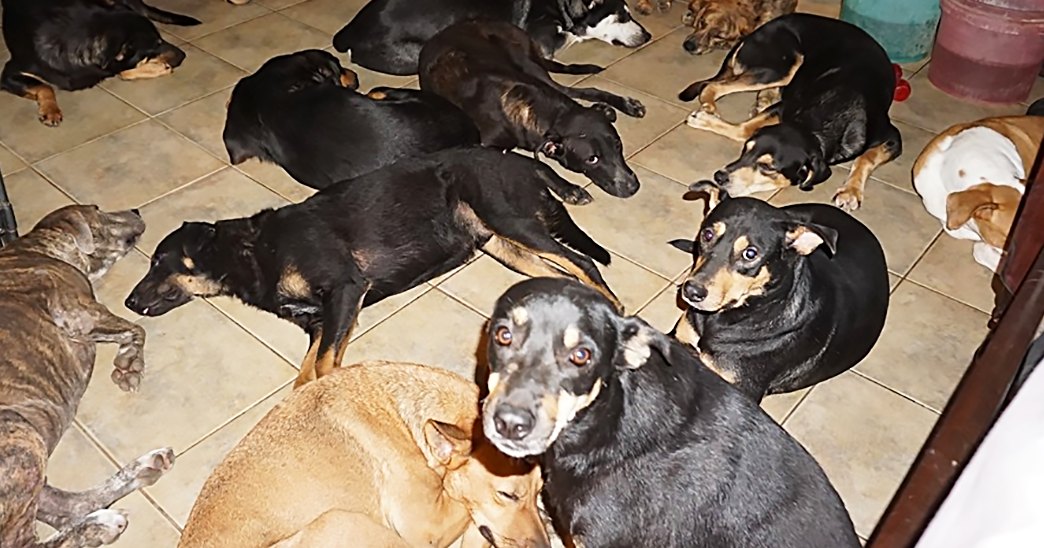 Multiple mixed breed adult and younger Rottweilers or similar large dogs in an indoor shelter setting with natural light streaming through, two colored buckets visible on tiled floor.