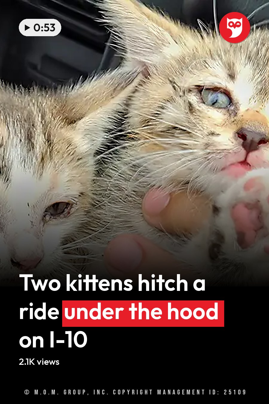 Two tabby kitten kittens being held by an adult female in a vehicle interior, with natural daylight illuminating them. The headline runs in white letters across the lower third.
